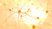 Neurons in the brain